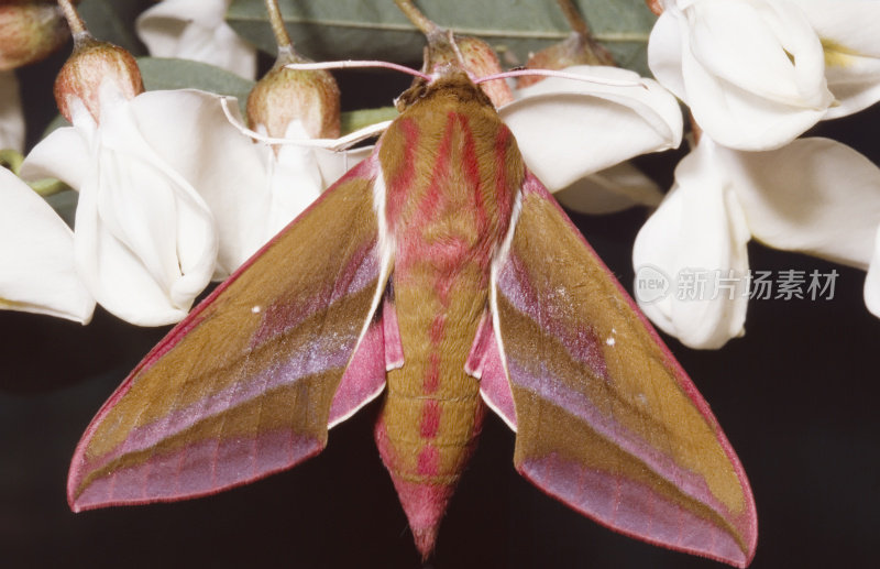 象鹰飞蛾(Deilephia elpenor)意象